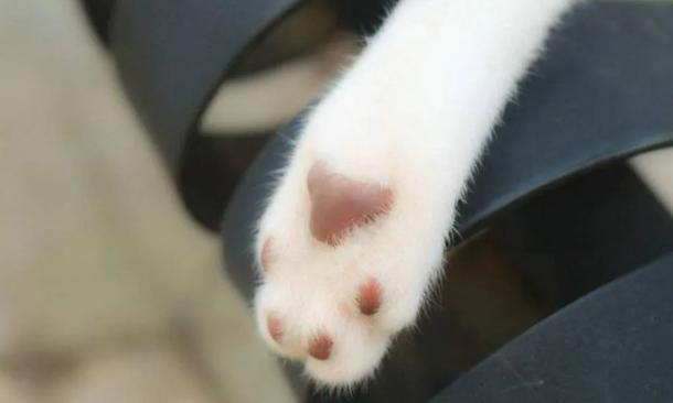如何从猫咪的肉垫看出性格，猫咪的肉垫形状