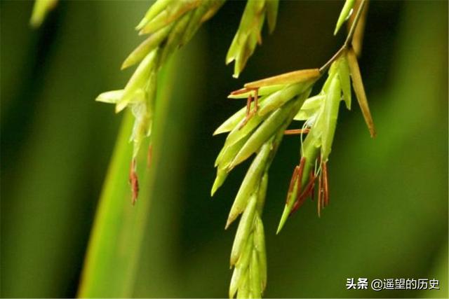 竹子开花意味着什么，竹子开花意味着什么风水（竹子开花有啥预兆）