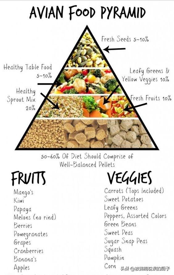 鹦鹉不能吃什么，鹦鹉大多数的病都是饮食引起（鹦鹉能吃什么和不能吃什么）