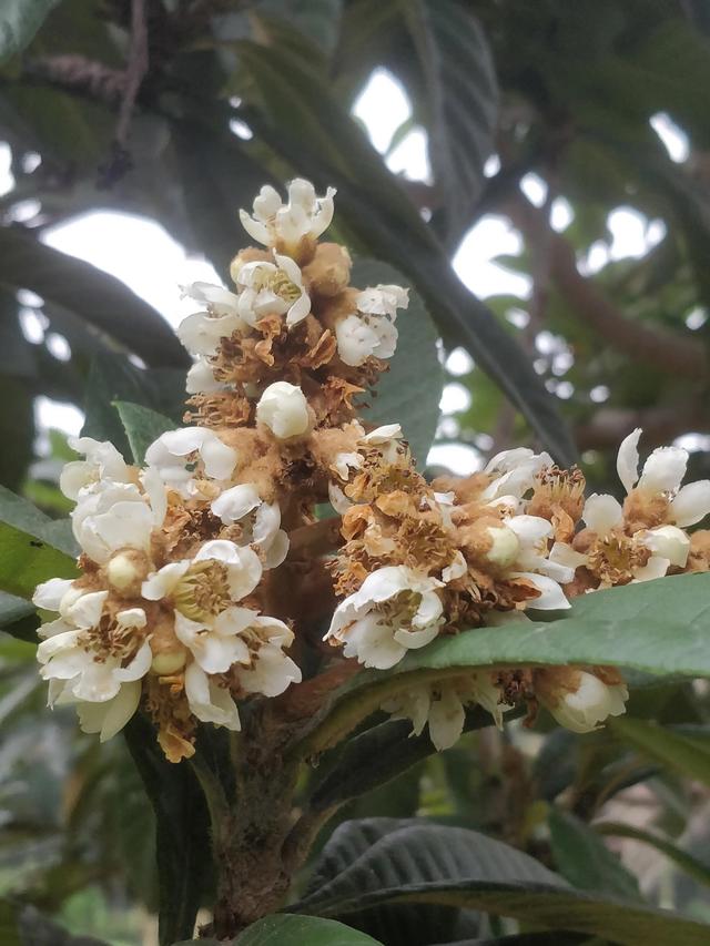 一枝枇杷满院金，一树枇杷花不胜在