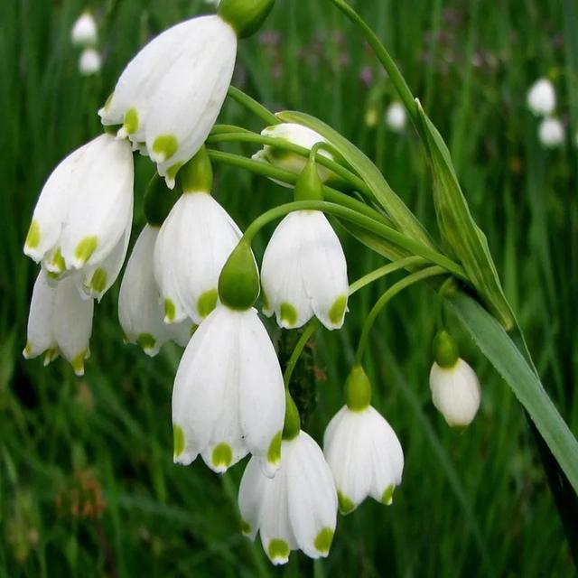 球根植物有几种，海妈园艺课堂干货向