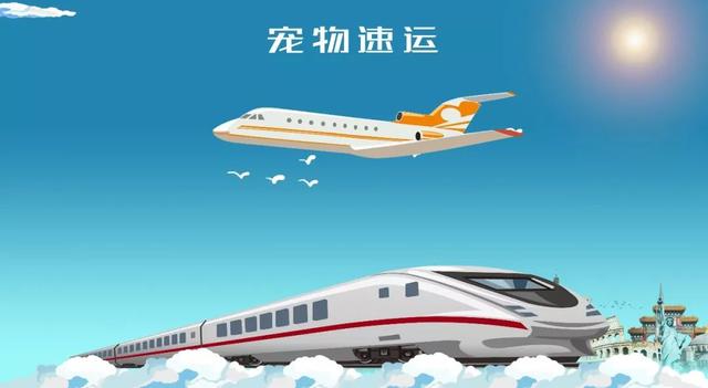宠物可以上飞机客舱了，宠物也能坐火车和飞机了
