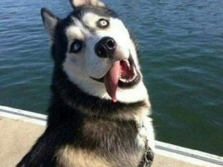 哈士奇智商排名，哈士奇智商在狗界排名多少位（前十和倒数前十）