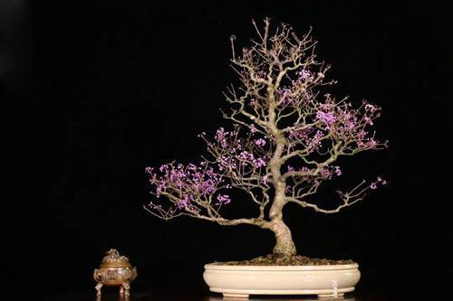 8种天然盆景大全，18个·高颜值盆景，太惊艳了