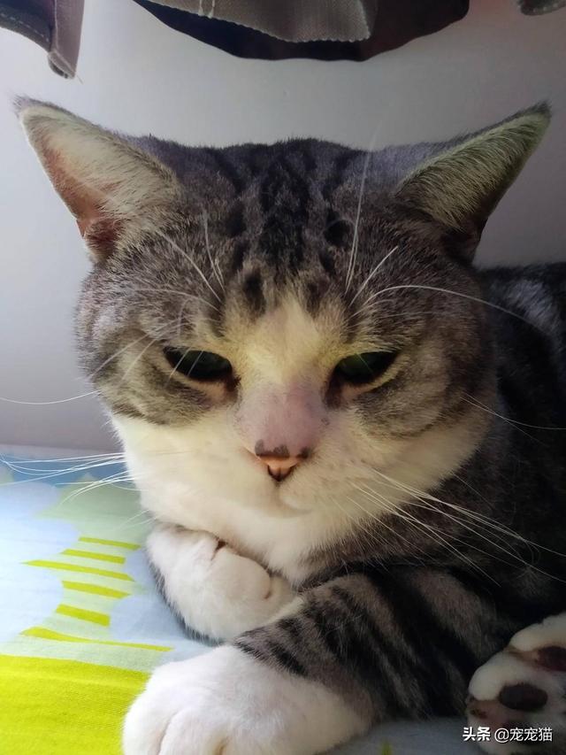 美短猫真的好养吗，养到的人都很幸运