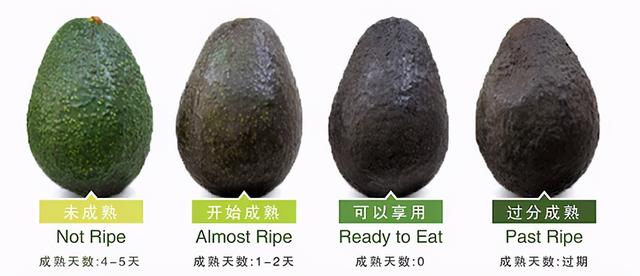 牛油果真的好吃吗有营养吗，被捧上天的超级食品
