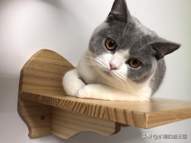 猫咪拉稀什么原因怎么治，猫咪拉稀是什么原因怎么治疗