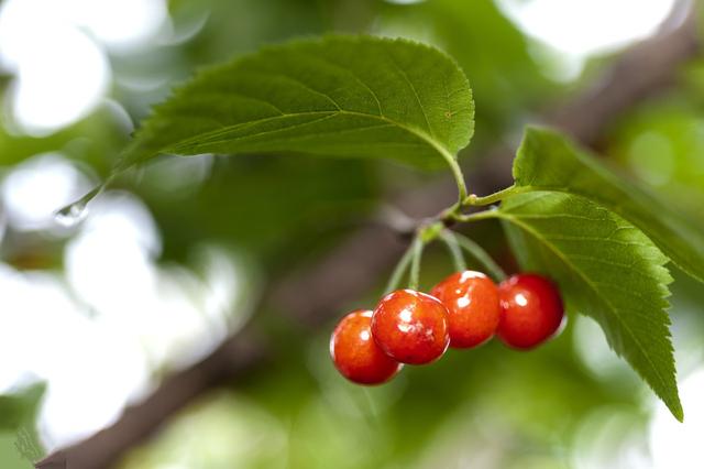 樱桃树的修剪方法，樱桃树栽培技术常用修剪方法（不是随意剪掉任何1个枝条）