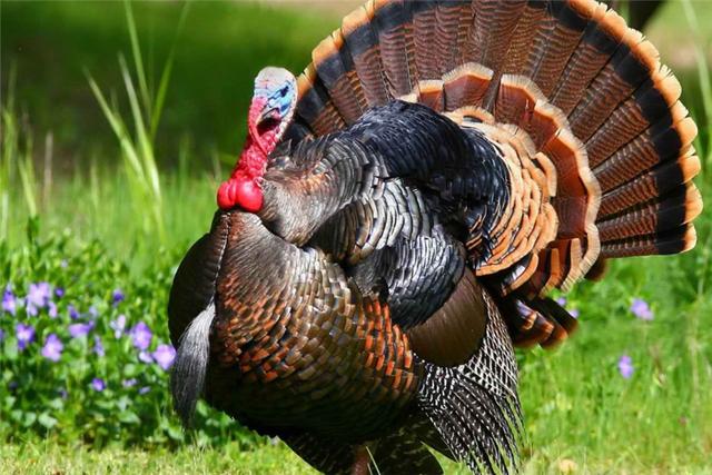 火鸡养殖方法与技术，火鸡的养殖技术