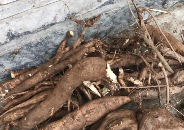 野葛的种类及功效，在农村田野边有1种