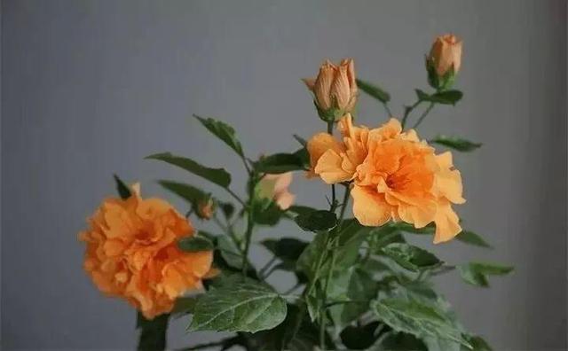 12个街头常见骗术，这些花市门口的骗术