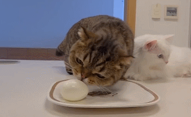 绿萝对猫有毒吗，猫咪吃了一口绿萝