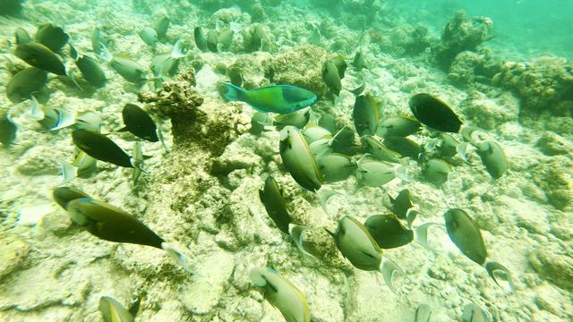 全世界最神秘的海沟，人类捕获海底最深鱼类