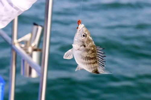 红虫串钩的正确方法，如何串钩钓鱼