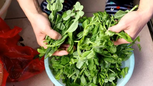 凉菜龙须菜怎么种植，龙须菜到底是什么菜