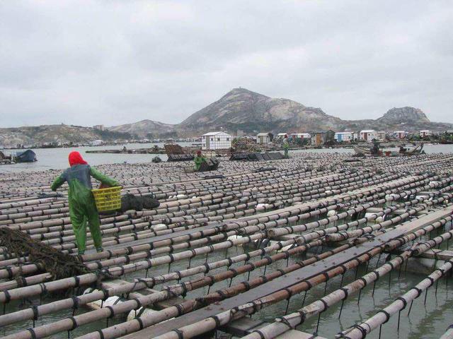 20种鲍鱼种类，世界鲍鱼品种大全