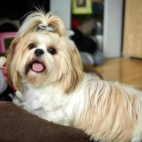 什么狗比较好养，十大公认最好养的狗狗