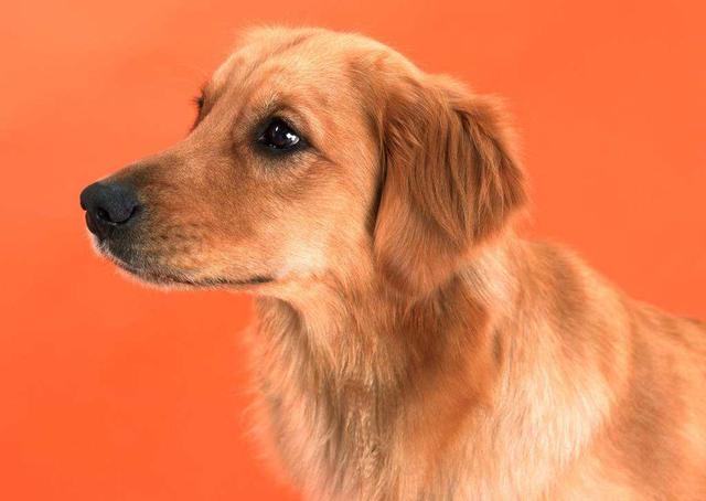 辟邪四个神兽，你知道吗家中有两宝