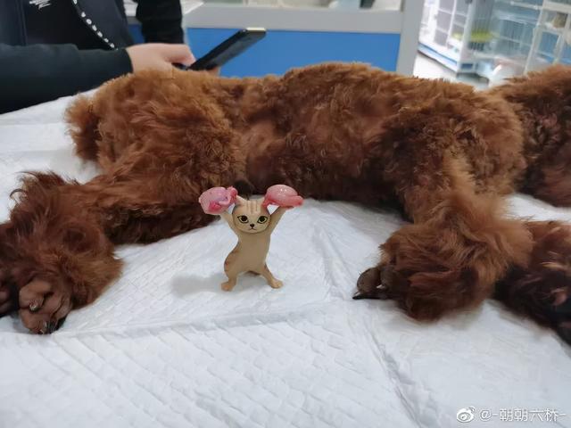 活动段子脚本，抖音百万大V的短视频运营脚本