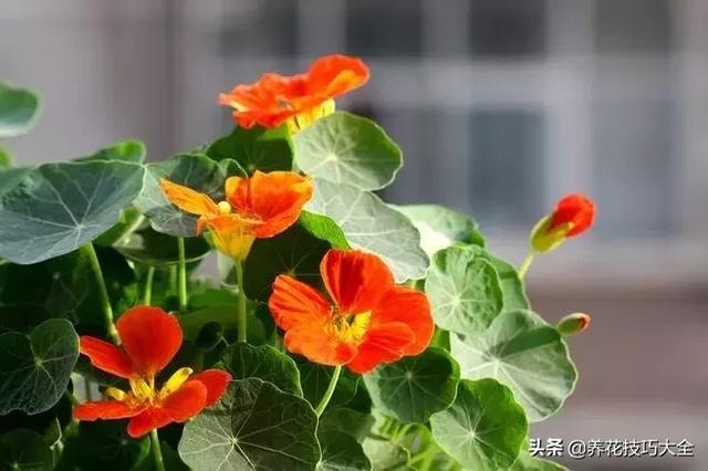 四季开花的花卉，十种四季开花的花卉有哪些（俏丽多姿的花卉）