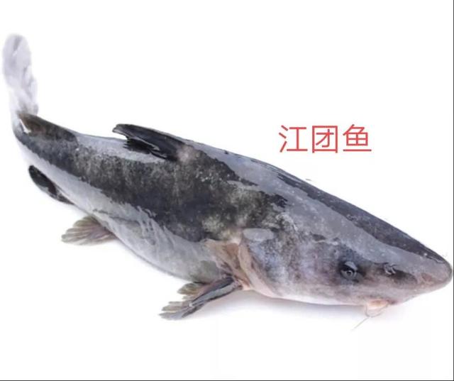 无骨烤鱼是鲶鱼吗，惊艳的无骨烤鱼