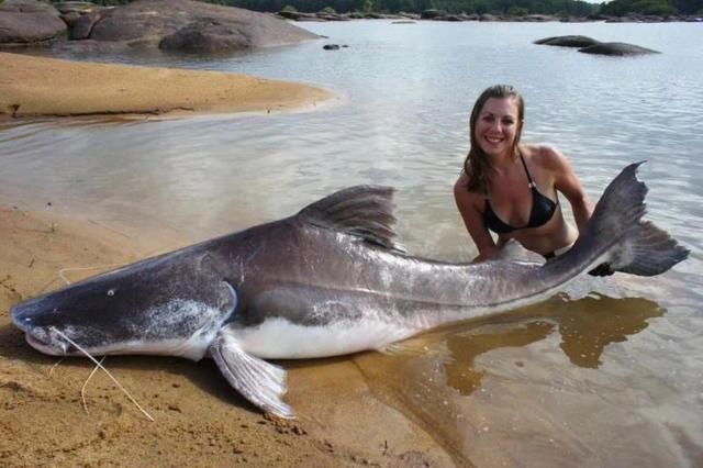 史上最大的淡水鱼类，湄公河捕获600斤黄貂鱼