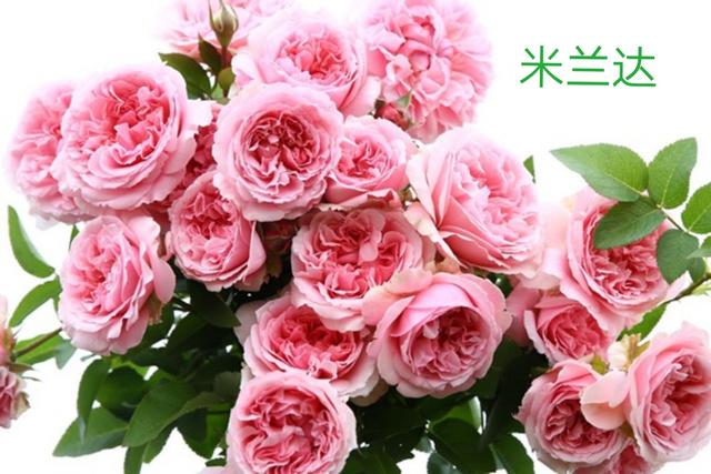 奥斯汀月季哪种最经典，香味浓郁还好养活。香味控别错过