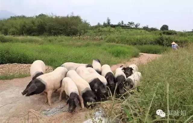 养殖场苍蝇特别多怎么消灭，养殖场苍蝇多怎么办