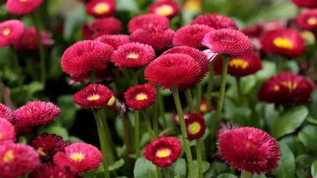 雏菊种植方法和时间，雏菊生长得慢开花少