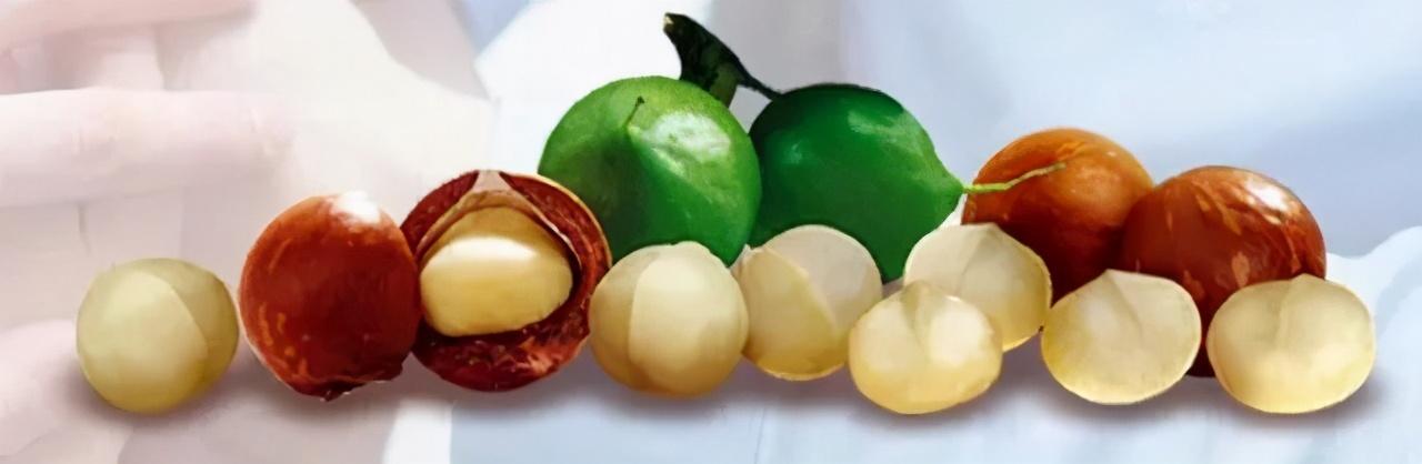 夏威夷果长什么样，原来夏威夷果是长这样的（夏威夷果：“名不副实”的坚果）