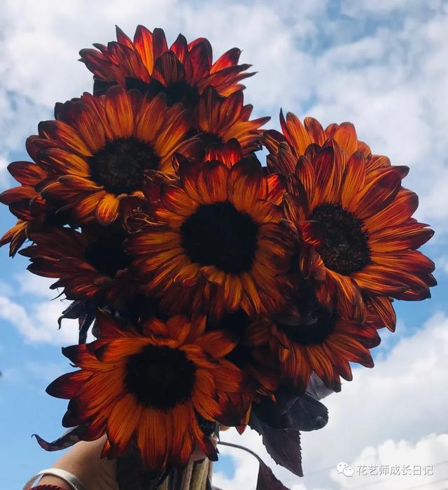 向日葵油画的技法，每日一花三款复古油画里走出的向日葵