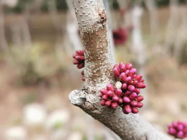 清明适合赏花的地方，纷纷春雨过后是最美人间四月天