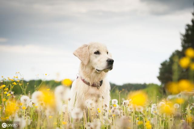 训练幼犬狗狗的各种技巧，教铲屎官5个常用指令的训练办法