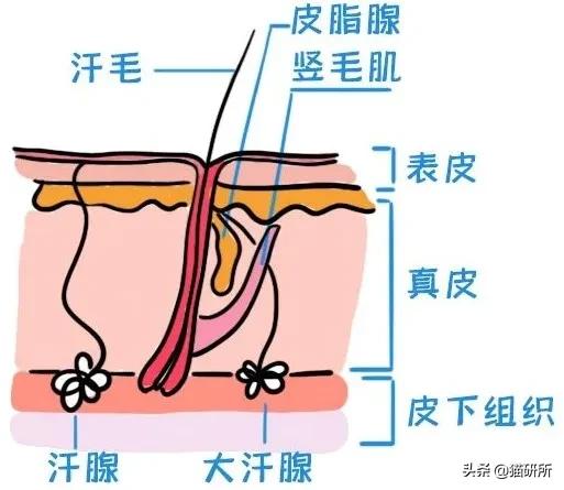 有腋臭的人就会腋下黑(腋臭着人吗)