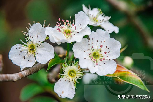 春天百花盛开图片，春天百花盛开带你见证春花之美（寻找最美春天）