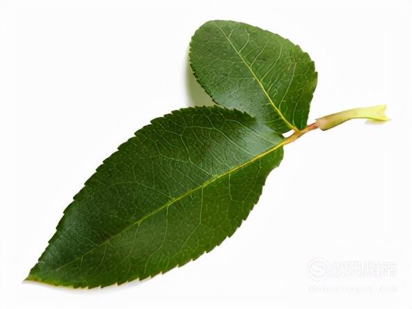 玫瑰与月季的区别，玫瑰和月季的主要区别（一篇文章告诉你它俩之间的差别）