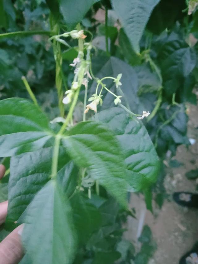 蓟马，蓟马为什么这么防治