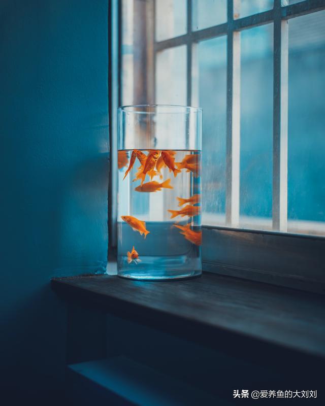 鱼缸水浑浊怎么办，鱼缸水浑浊的解决方法（鱼缸水浑浊的原因和解决方案）