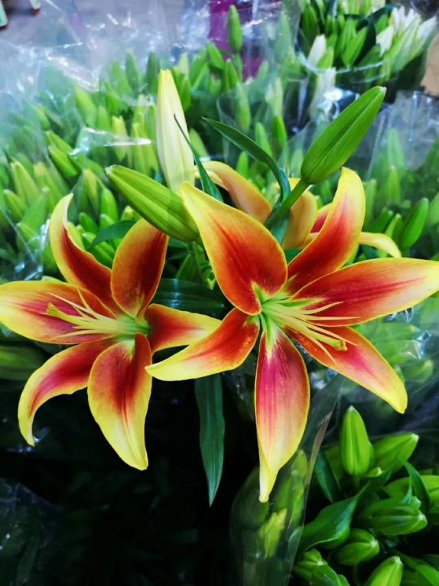 麝香百合开花后的养护，百合花期后的养护方法