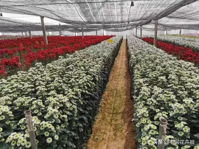今年情人节送什么好谁说情人节没有鲜花？请签收我为您种下的这片花海
