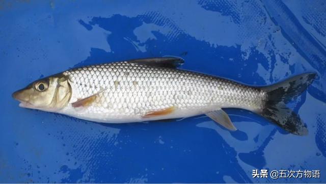 云南西双版纳巨骨舌鱼，巨骨舌鱼到底有多傻