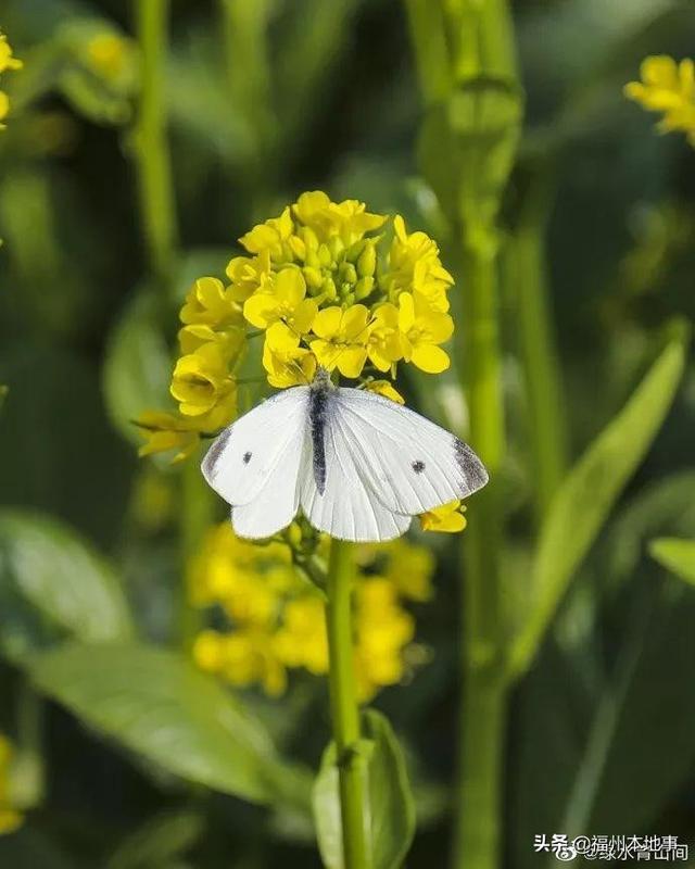 福州公园有什么花，6.5万花朵齐盛开