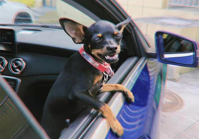 狗狗晕车了怎么快速缓解，狗狗其实也会晕车