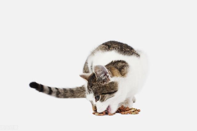 猫咪吐了没消化的猫粮，猫忽然吐没有消化的猫粮（有可能是这几种情况造成的）