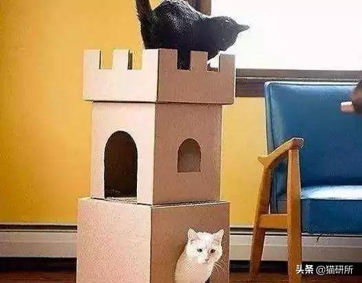 猫咪比较好的零食，提高猫咪生活质量