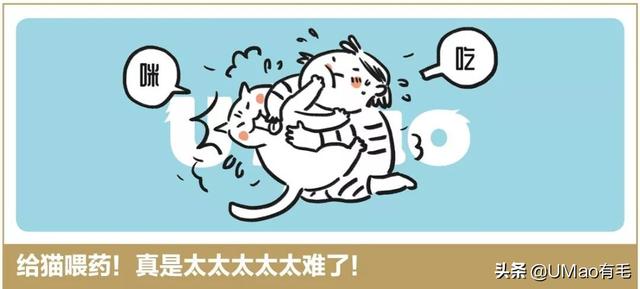 飞机托运猫咪流程，需要办理什么手续