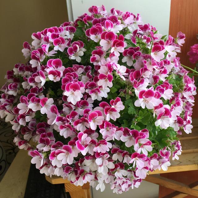 冬天开花的天竺葵如何养护，养好天竺葵做好这