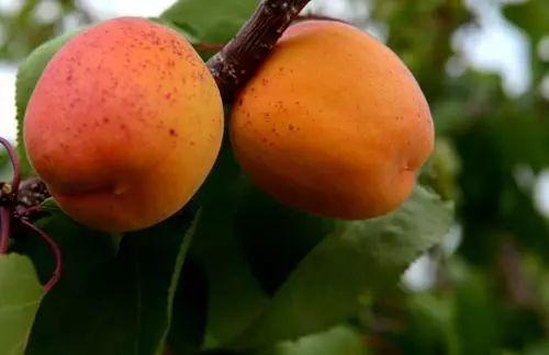 辽宁的物产有哪些，辽宁特有的水果