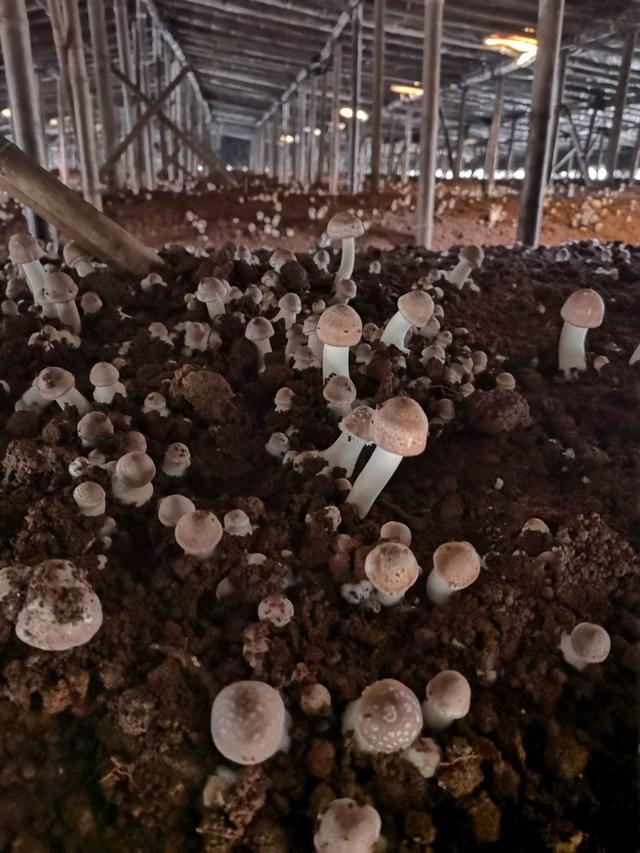 松茸跟松茸菇区别图，到底谁是真松茸