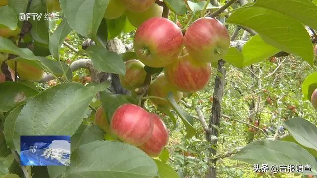 丰县苹果迎丰收硕果累累满枝头，王沟镇红富士苹果大丰收